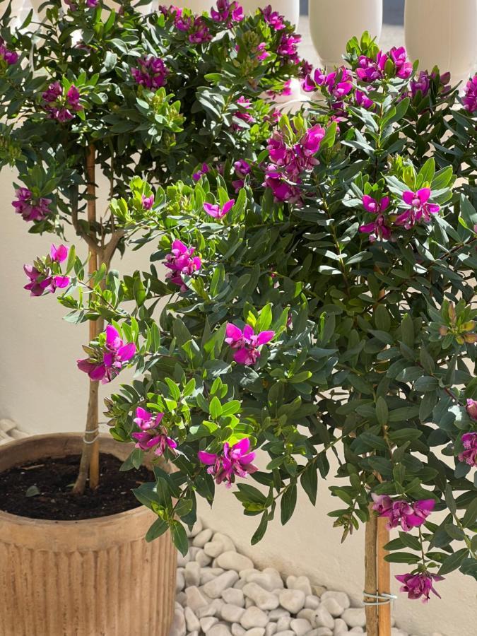 Los Alcázares Fresh Apartment, 2 Bedroom, 2 Bathroom, 2 Lovely Poolareas מראה חיצוני תמונה
